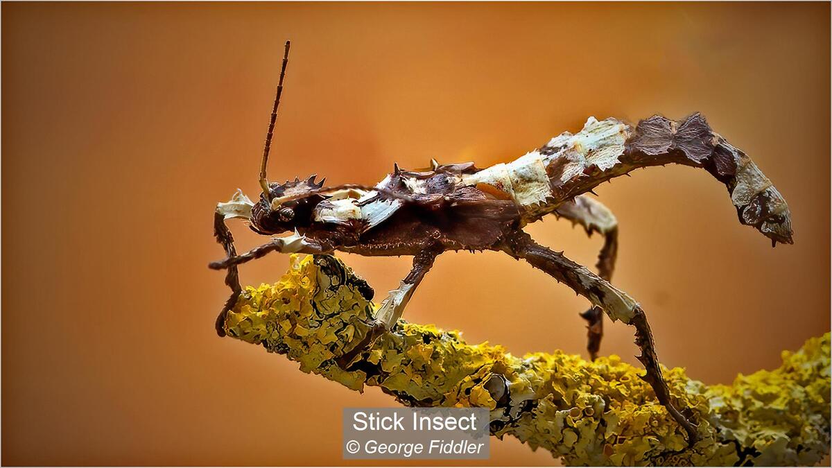 Stick Insect